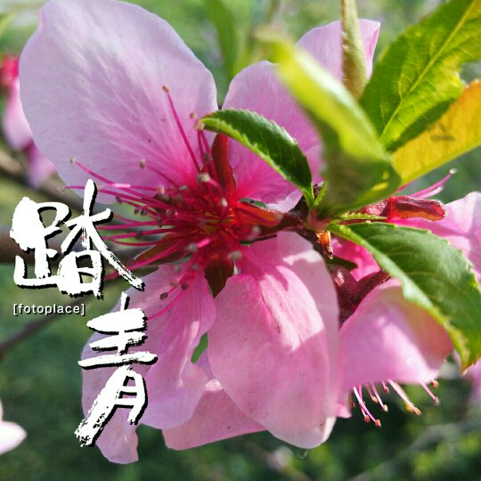 #佳能月赛-人间四月天#桃花