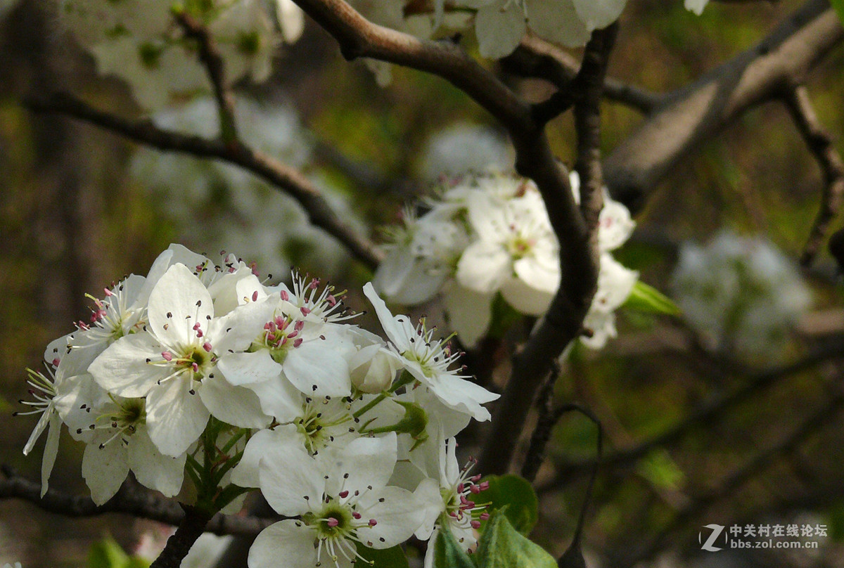 梨花盛开     9