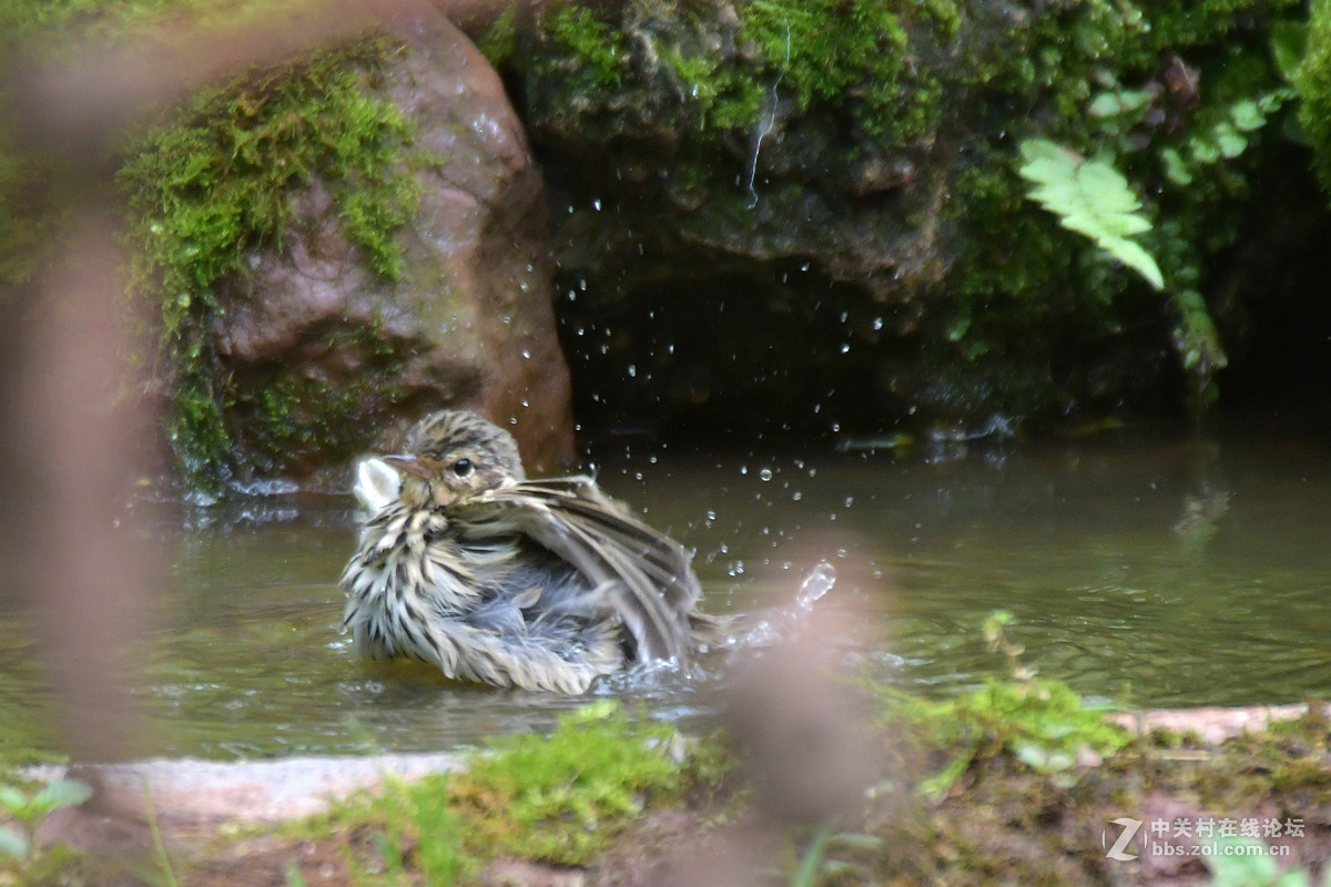 沐浴中的树鹨鸟