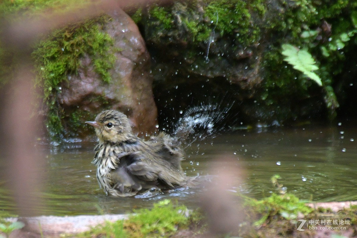 沐浴中的树鹨鸟