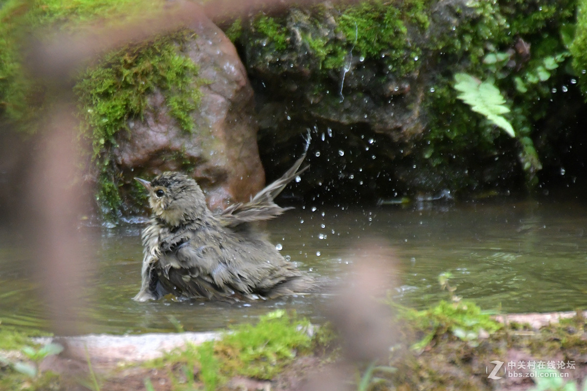 沐浴中的树鹨鸟