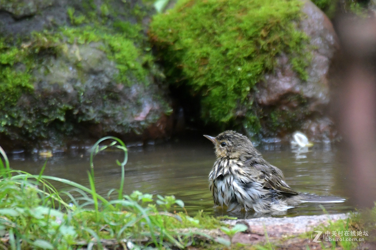 沐浴中的树鹨鸟