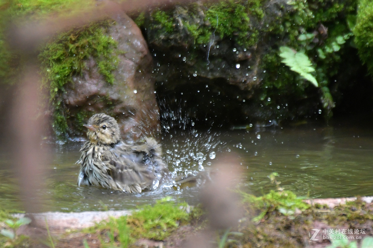 沐浴中的树鹨鸟