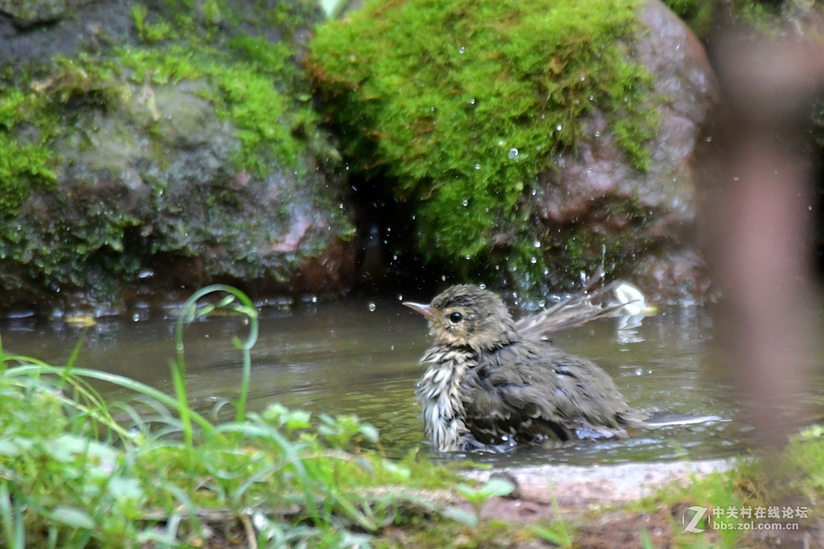 沐浴中的树鹨鸟