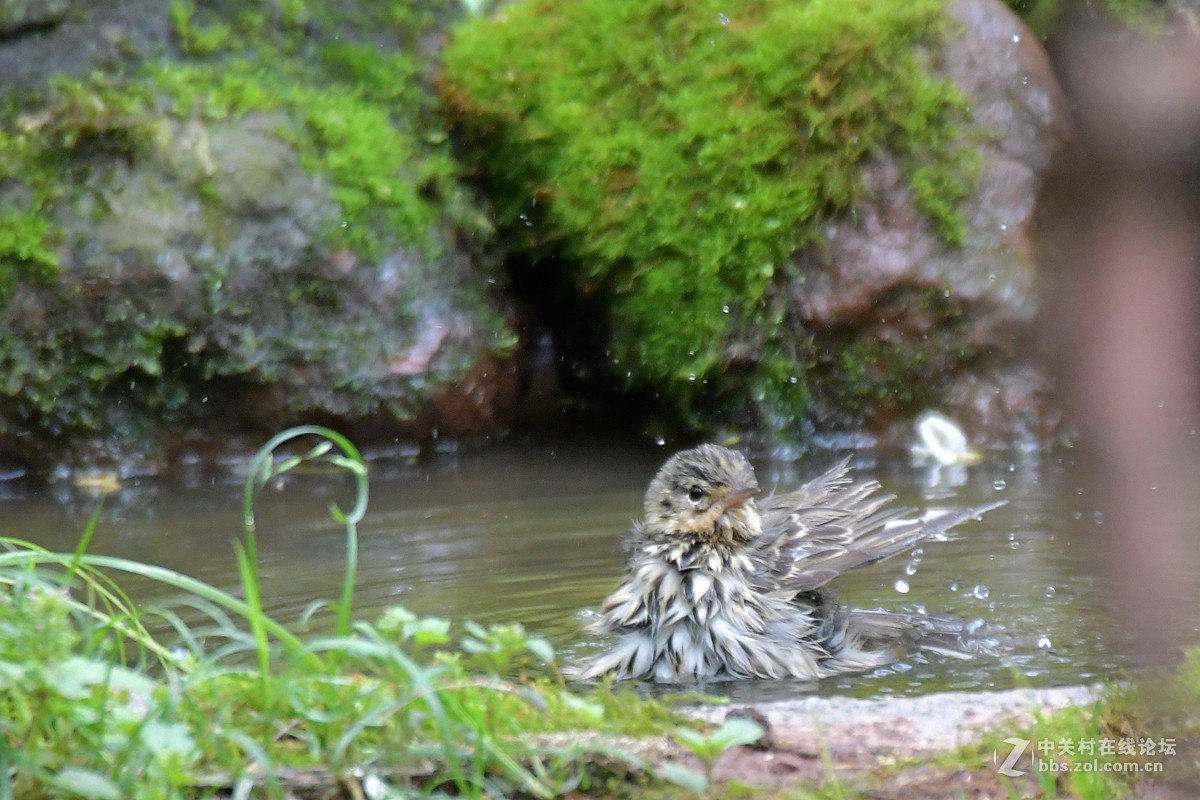 沐浴中的树鹨鸟