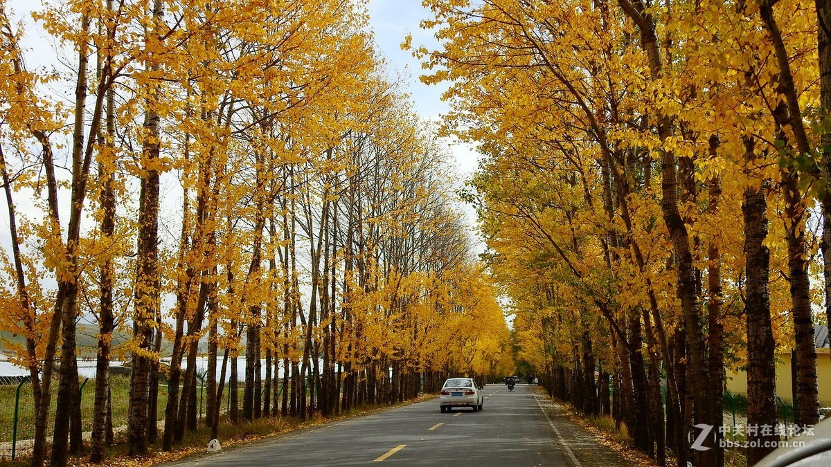 崗青公路仙米秋色