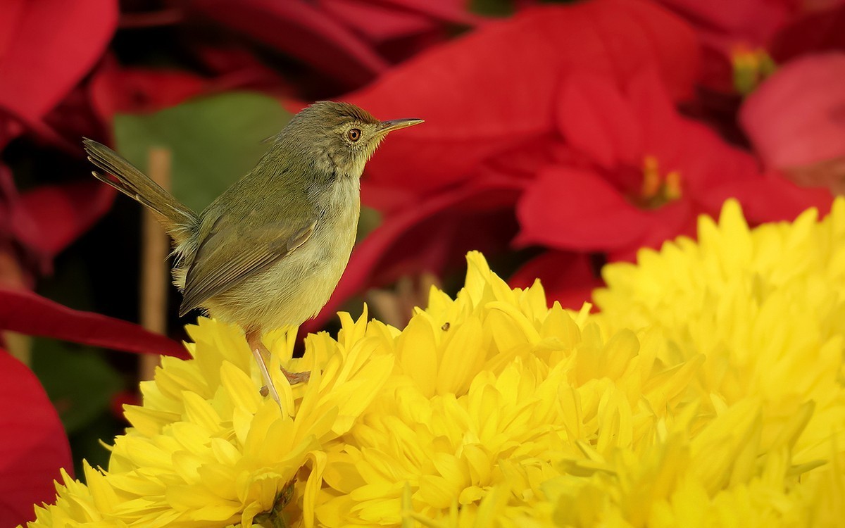 2018年打鸟33菊花上的鹪莺