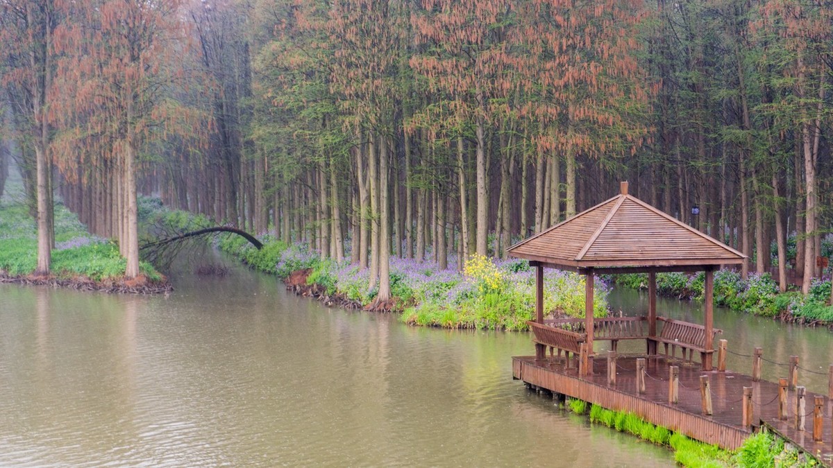 三月揚州------雨中泰州李中水上森林公園