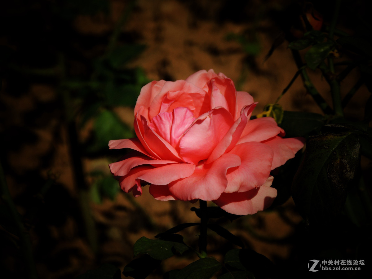 一组小花