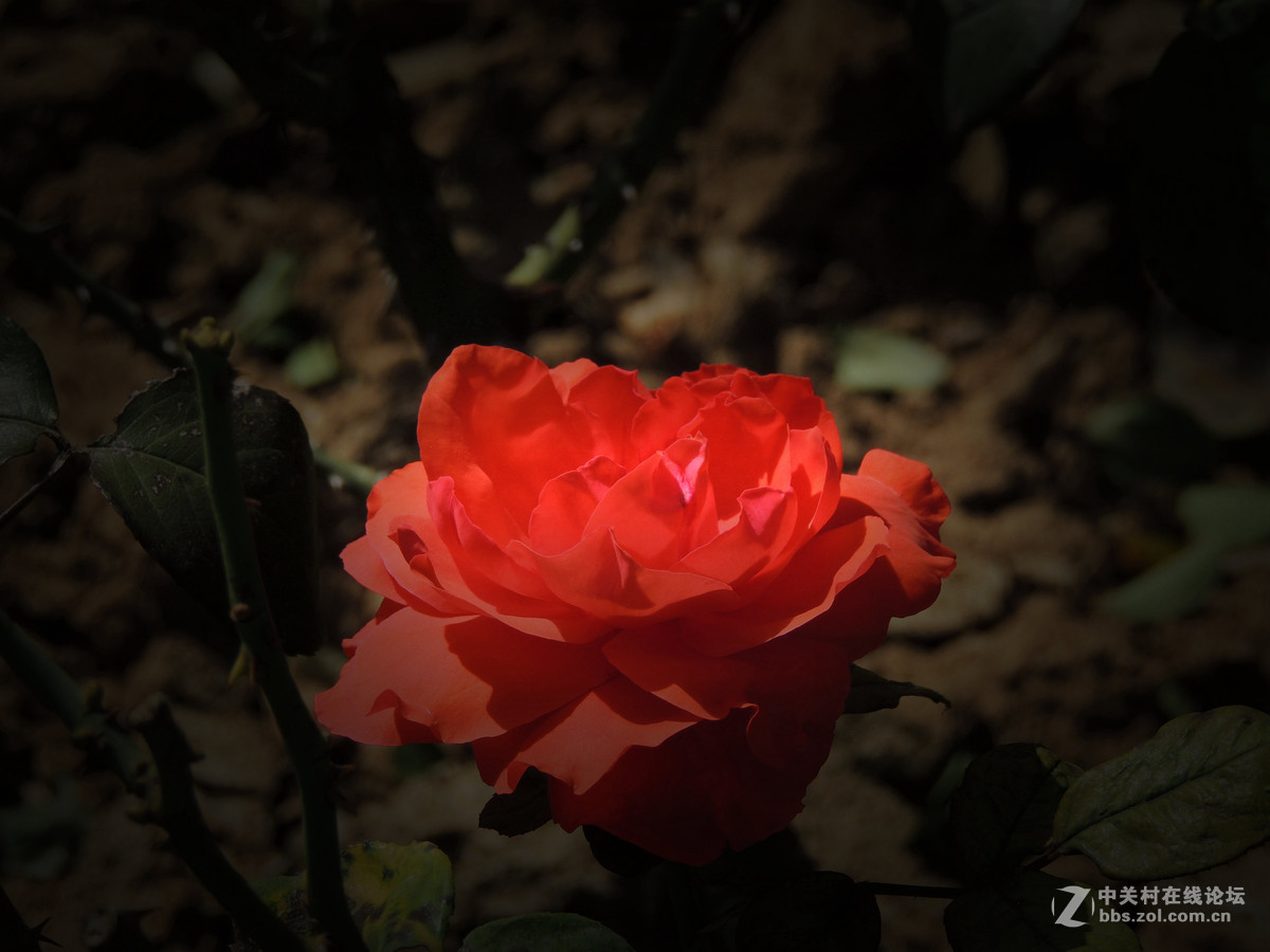 一组小花