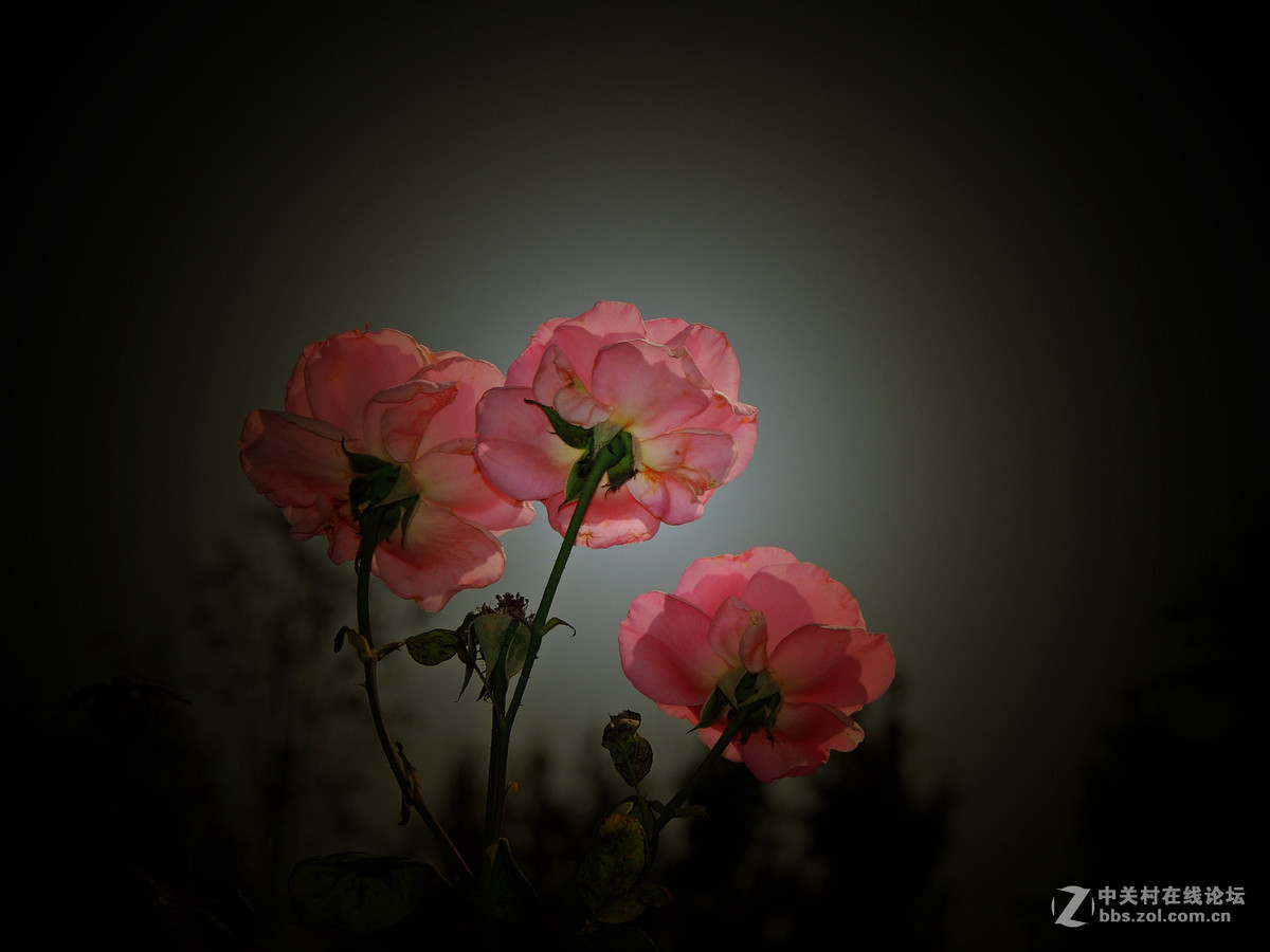 一组小花