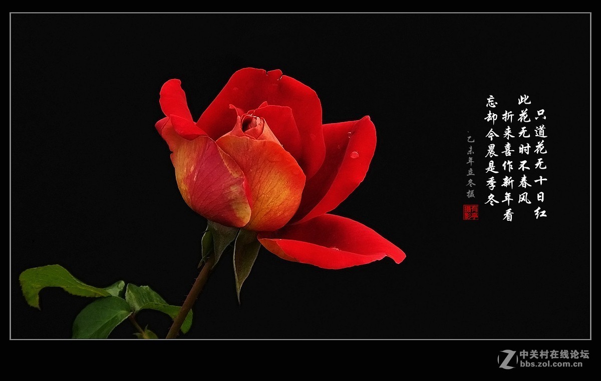 #版主坐堂# 【南京星空(中国)】2015年份11月部分优秀作品欣赏