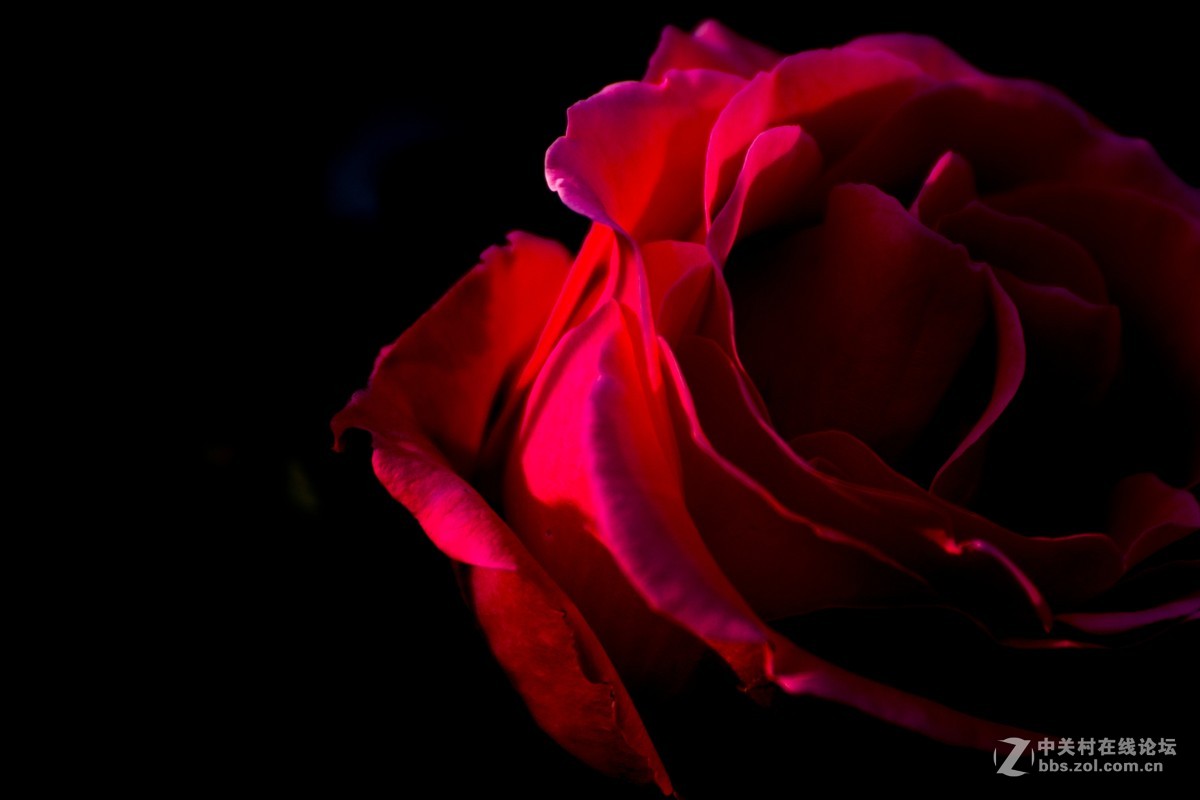 #ZOL月赛-四月物语#+魅影