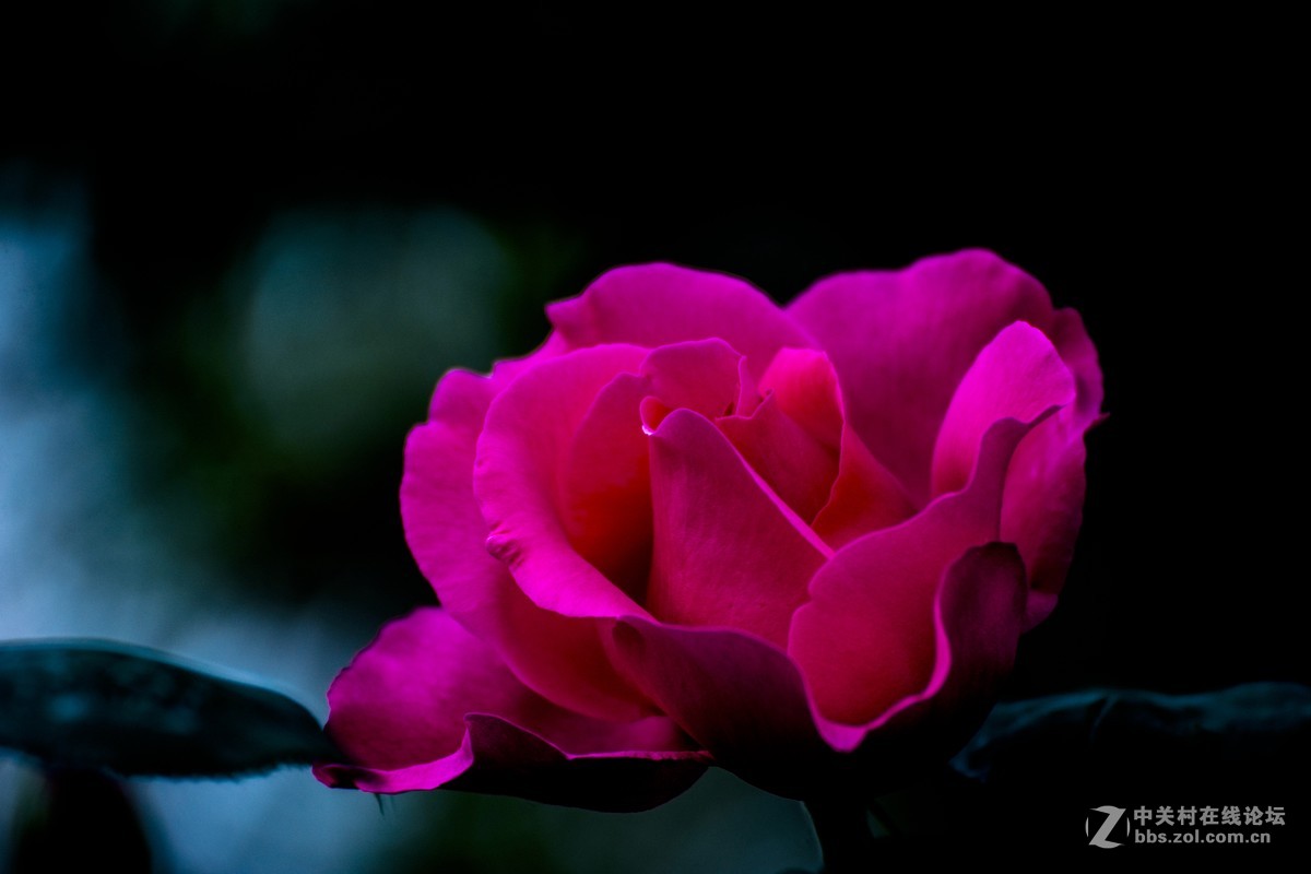 #ZOL月赛-四月物语#+魅影