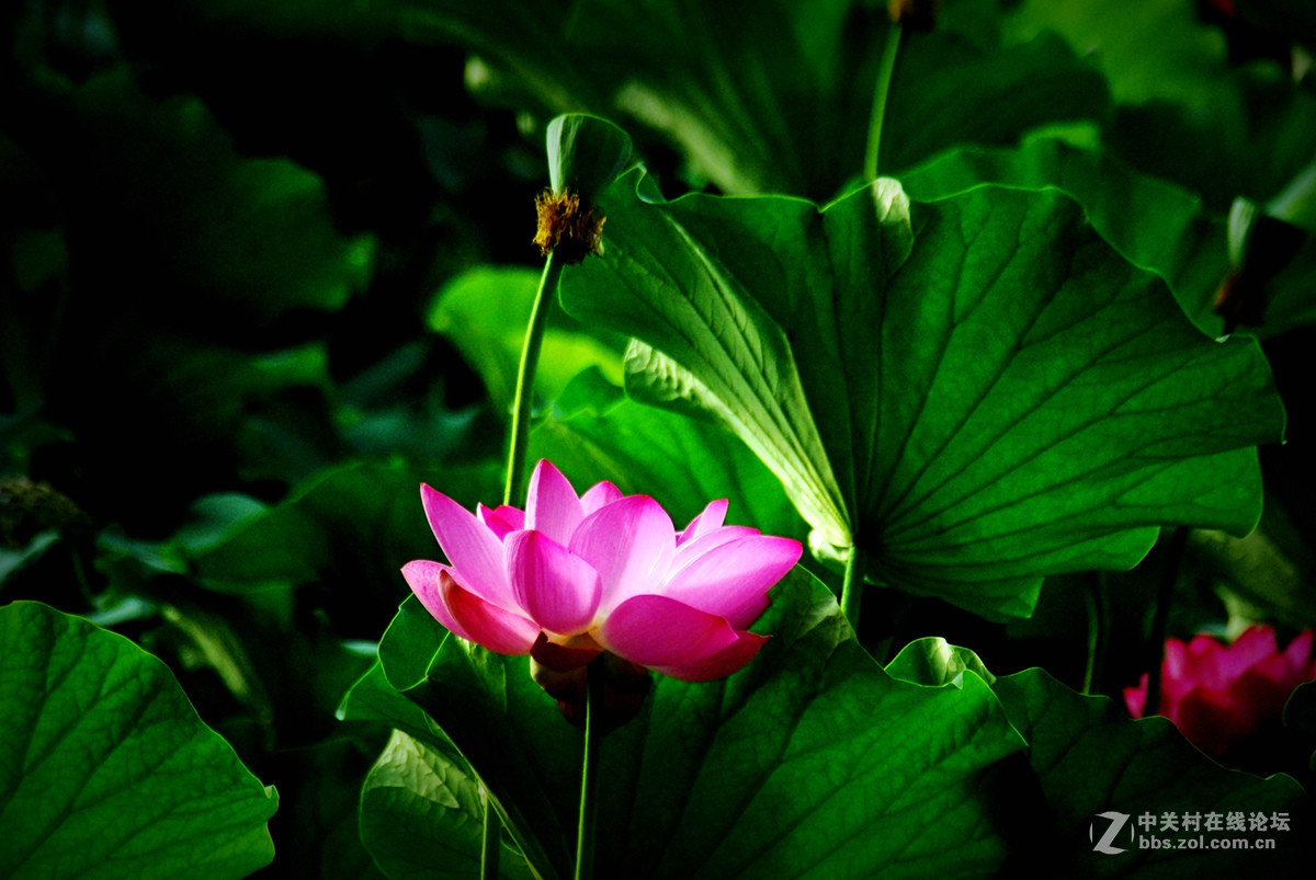 《一组原片荷花——祈望得到好友的指教》的另版再求指教