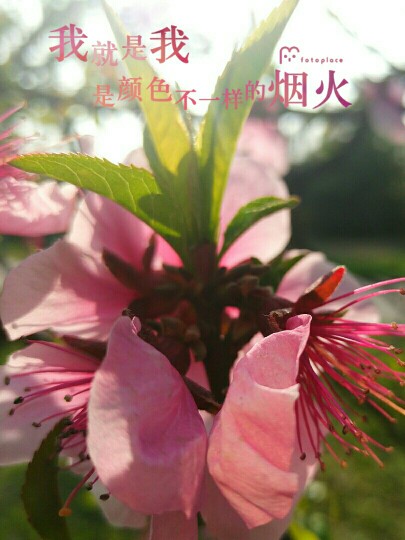 #佳能月赛-人间四月天#桃花