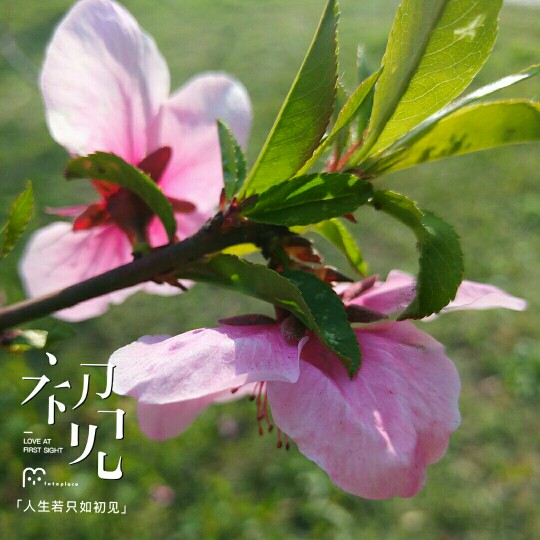 #佳能月赛-人间四月天#桃花