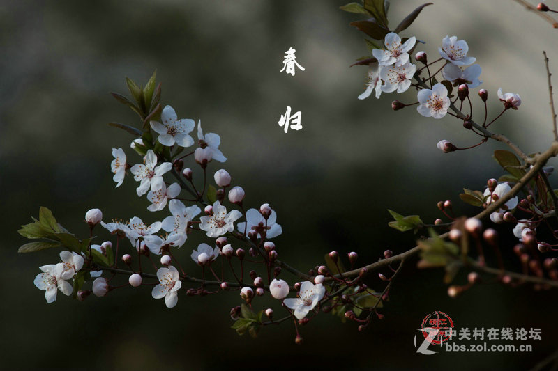 《春   归》