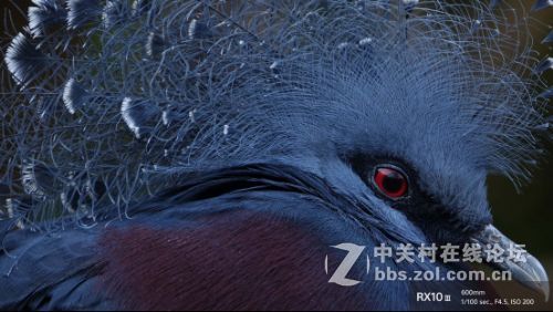 你不可不知的索尼RX10III