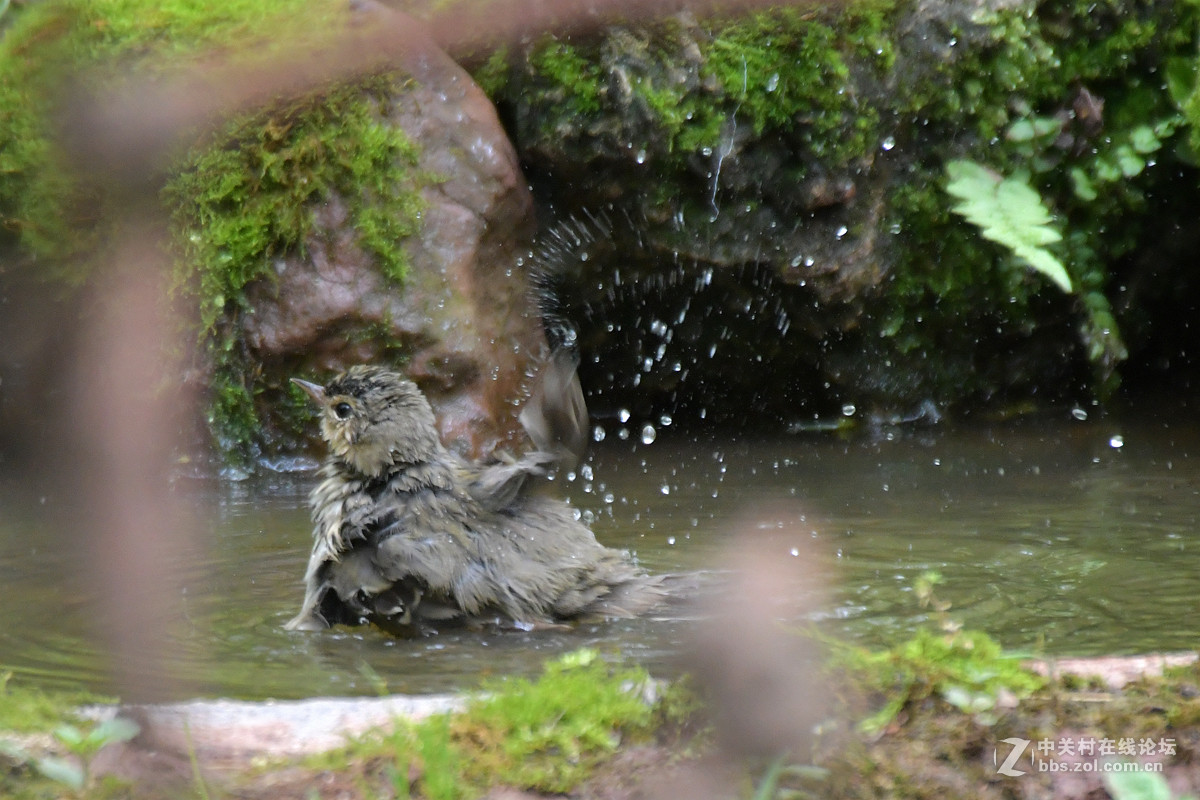 沐浴中的树鹨鸟