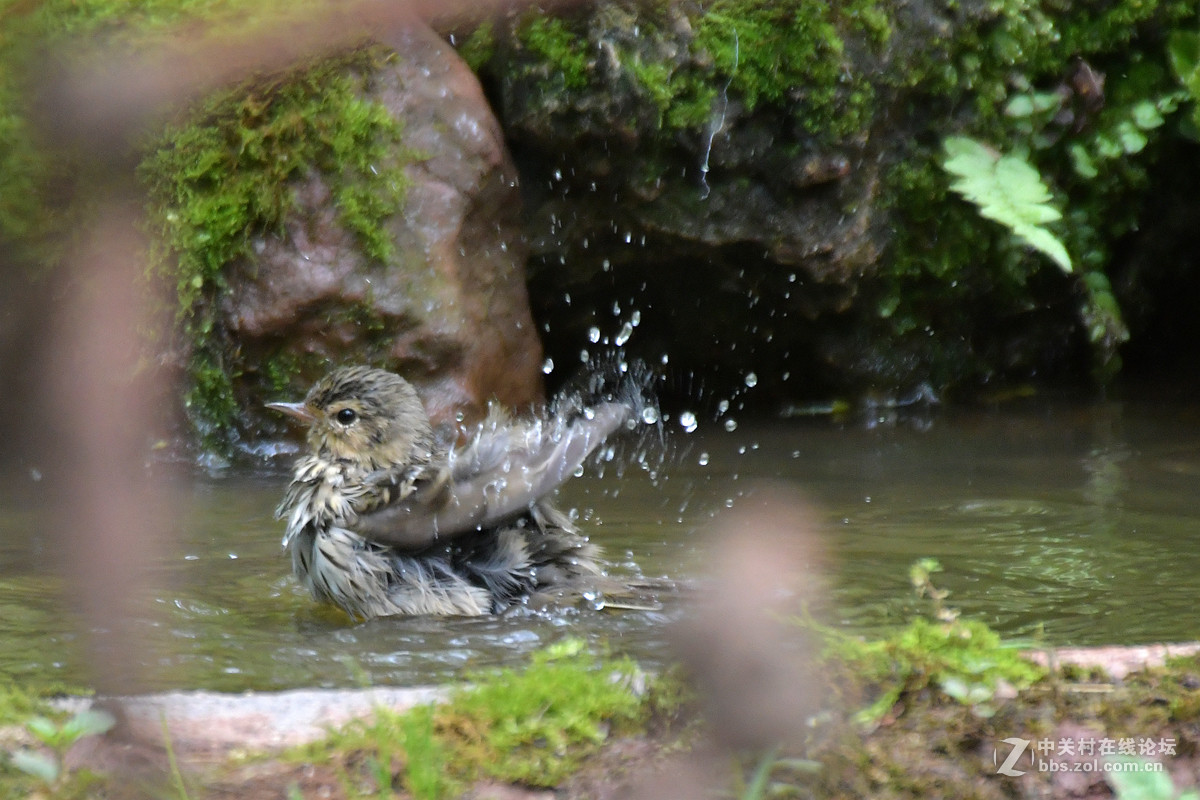 沐浴中的树鹨鸟