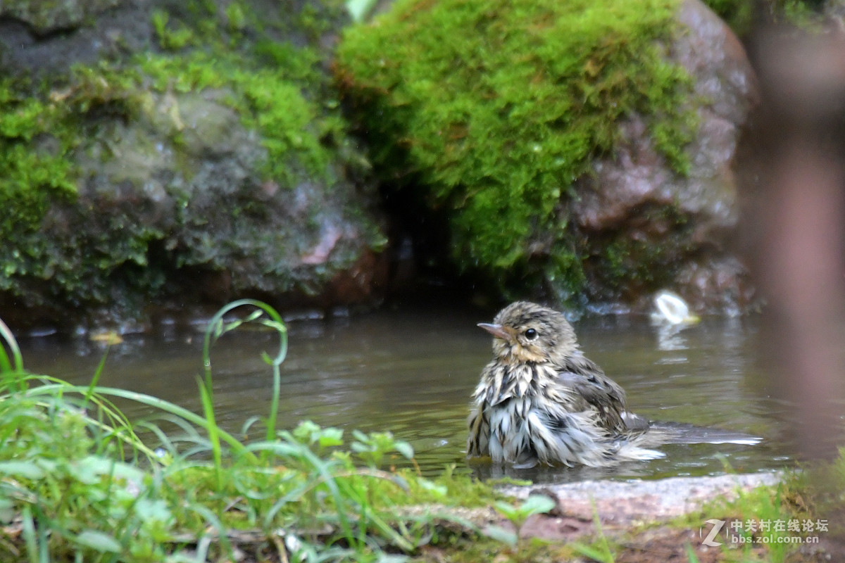 沐浴中的树鹨鸟