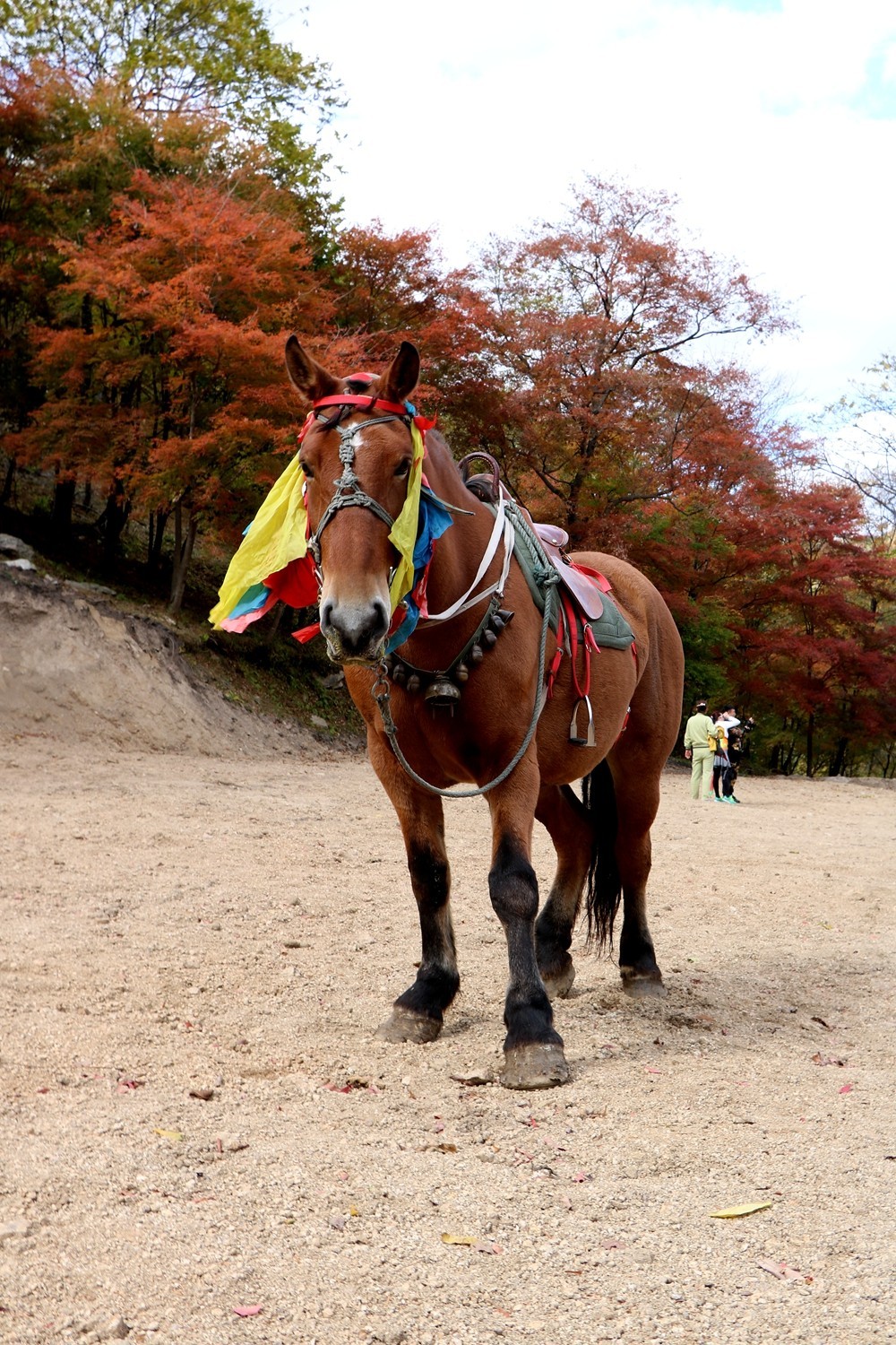 棗紅馬