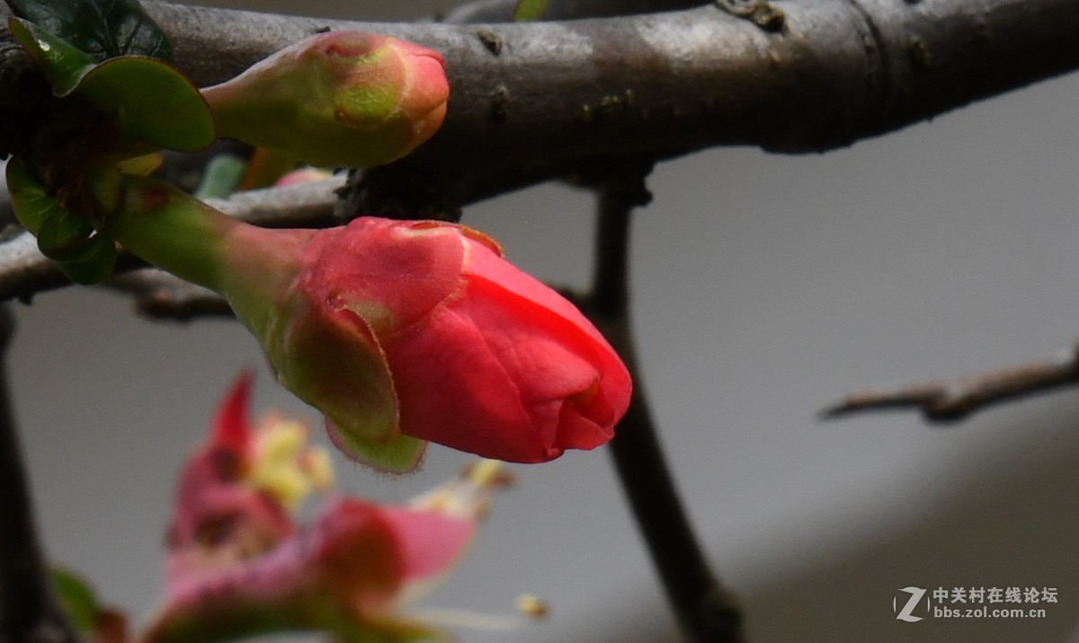 己该年春节随拍