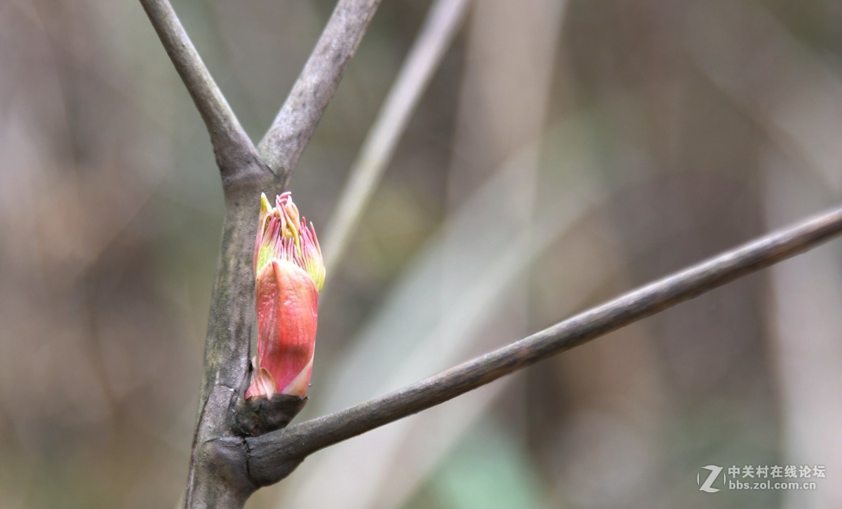 己该年春节随拍