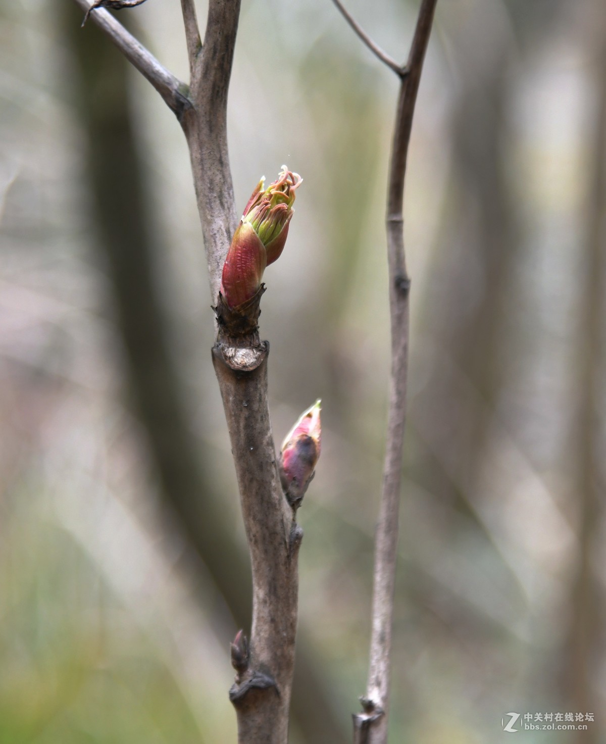 己该年春节随拍