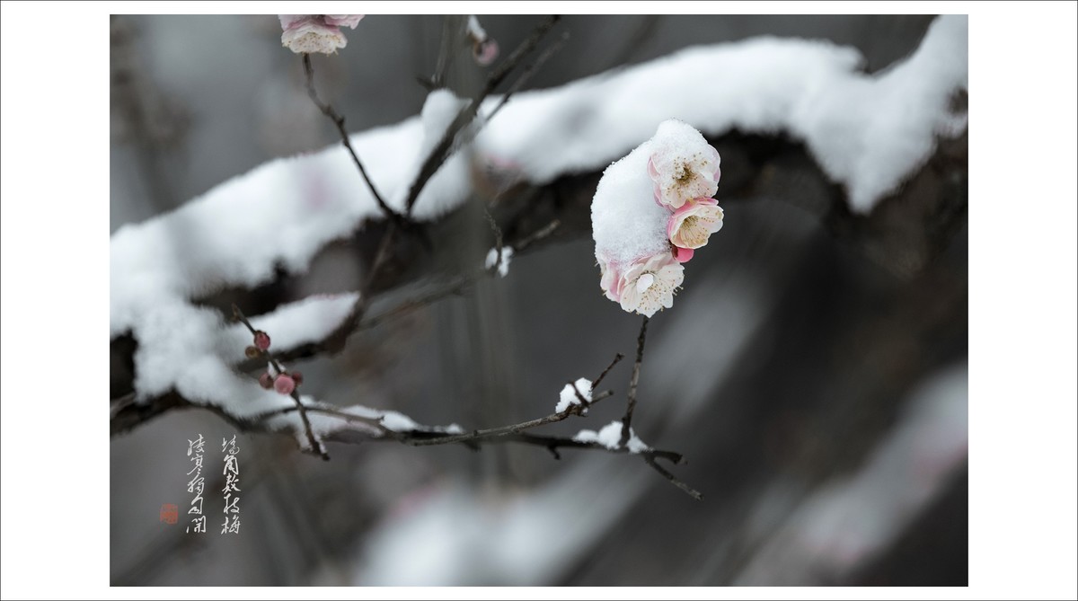 踏雪探梅