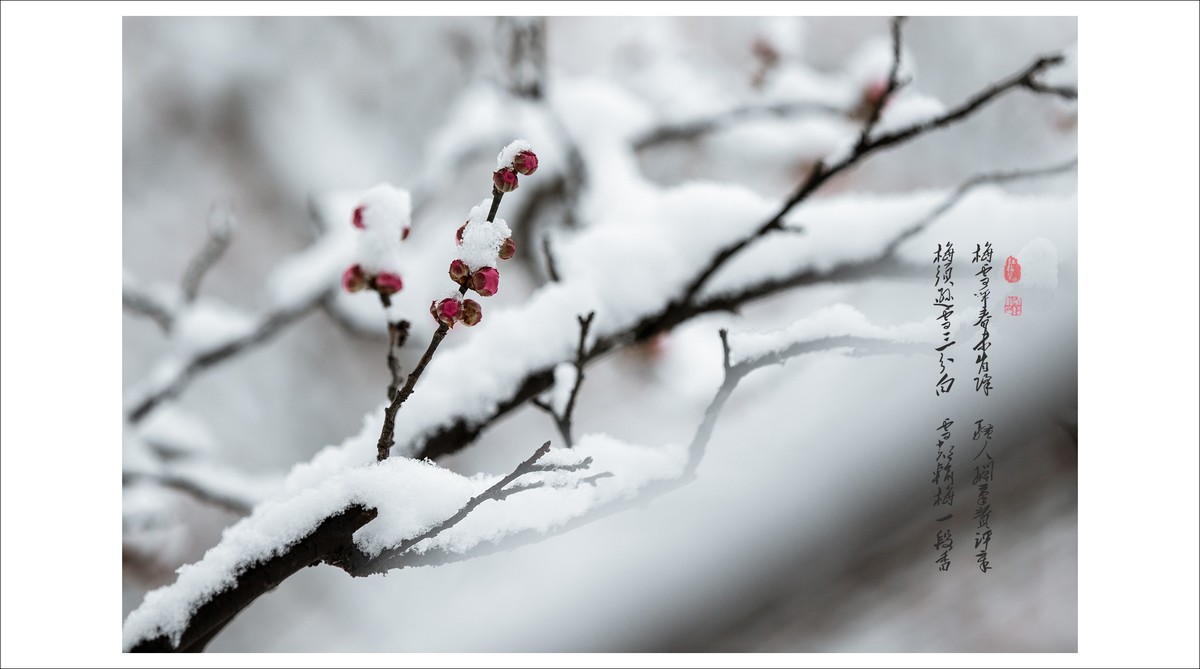 踏雪探梅