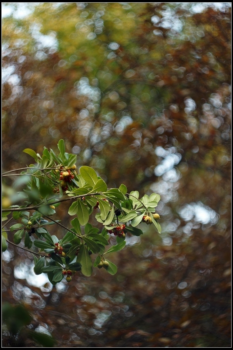 【无题】-焦外旋转9P