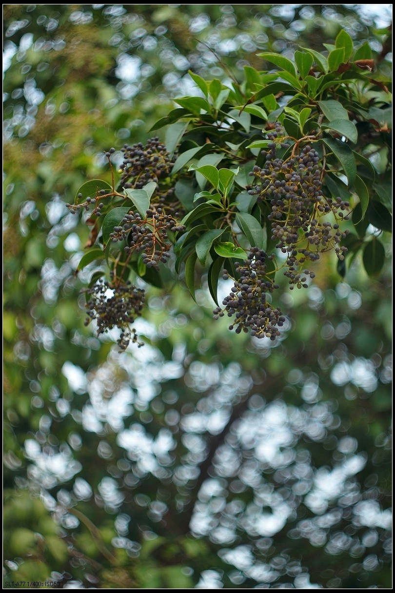 【无题】-焦外旋转9P