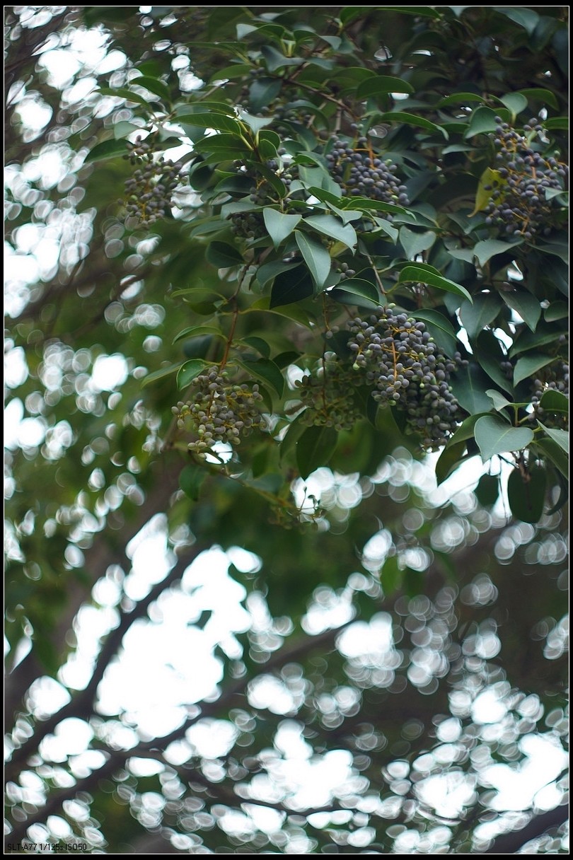 【无题】-焦外旋转9P