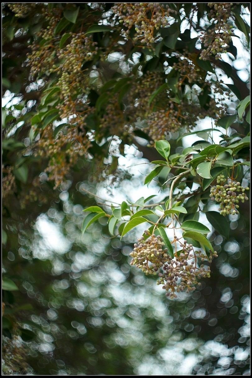 【无题】-焦外旋转9P