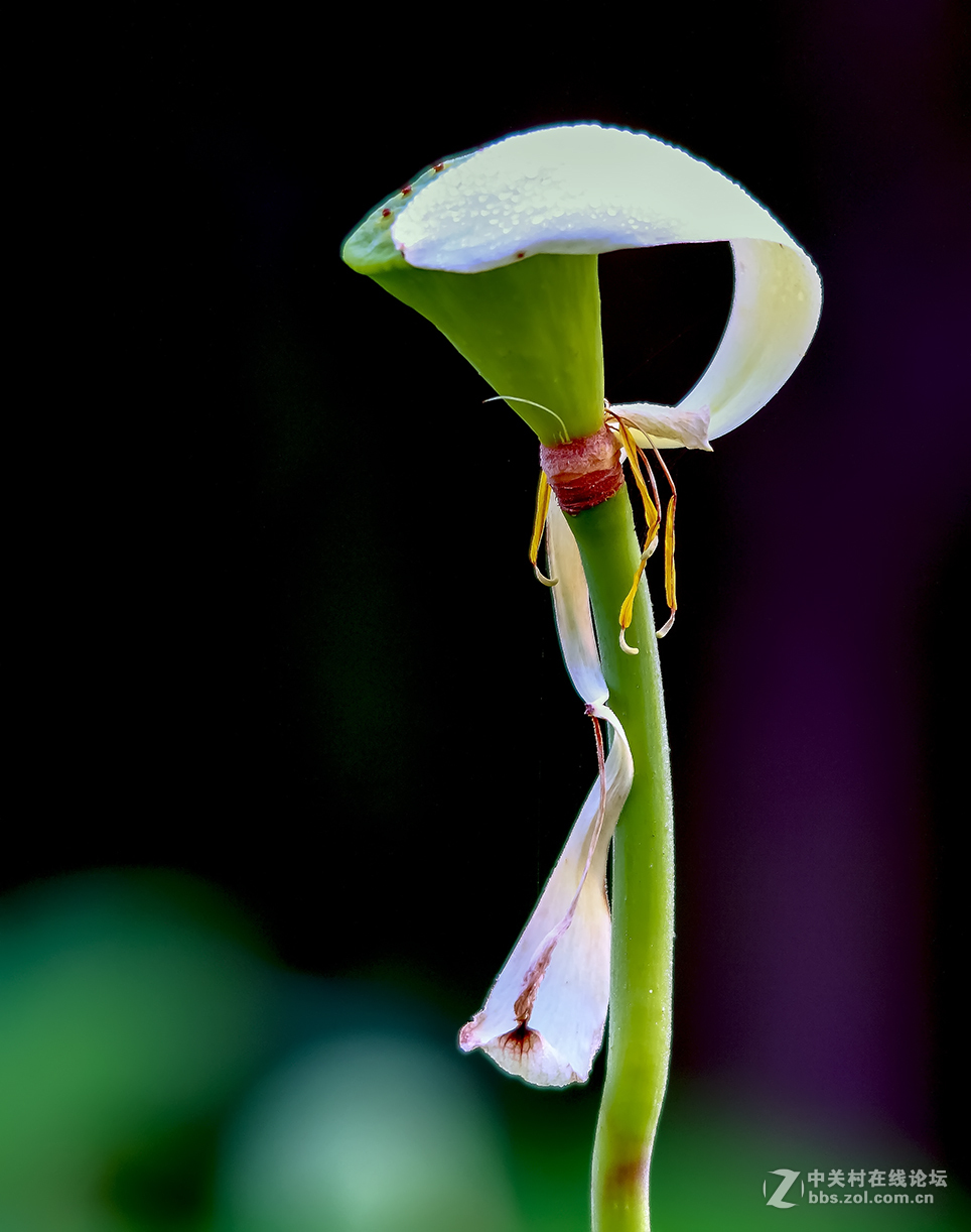 【线上技术分享】我的荷花摄影经验分享