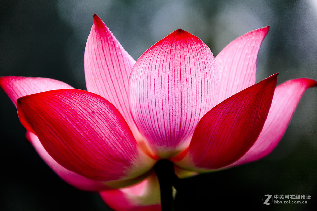 【线上技术分享】我的荷花摄影经验分享