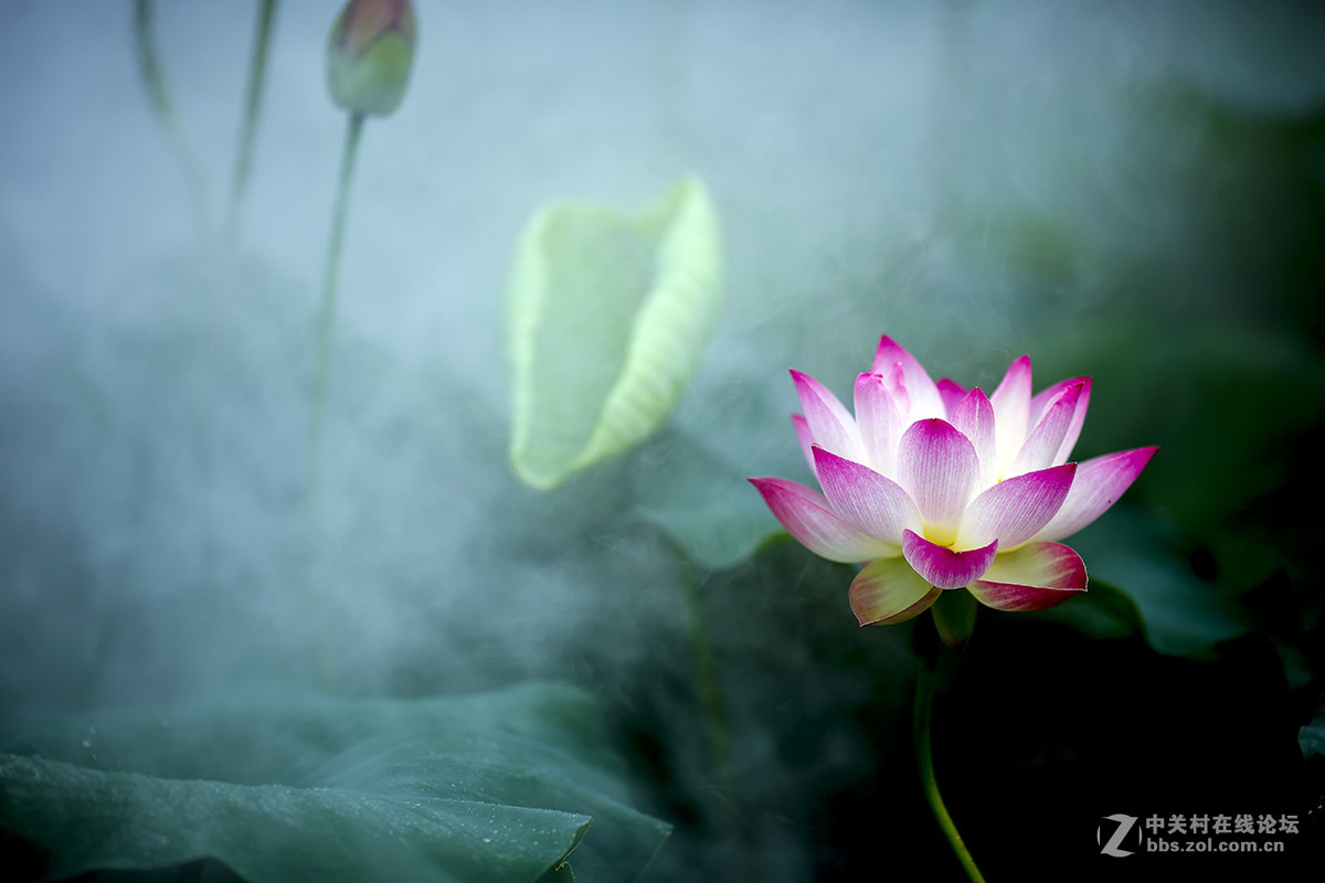 【线上技术分享】我的荷花摄影经验分享