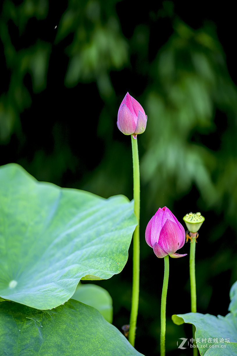 【线上技术分享】我的荷花摄影经验分享