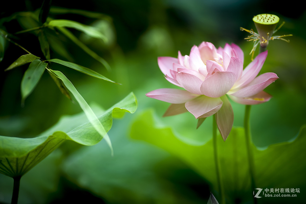 【线上技术分享】我的荷花摄影经验分享