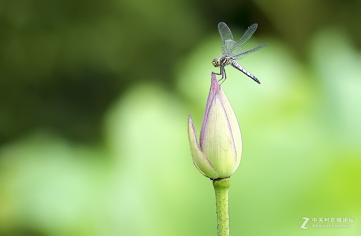 【线上技术分享】我的荷花摄影经验分享
