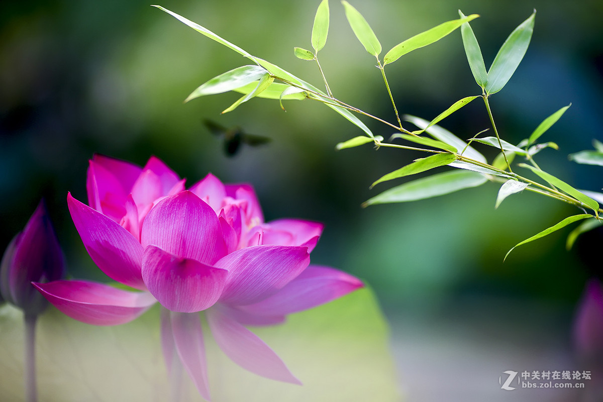 【线上技术分享】我的荷花摄影经验分享