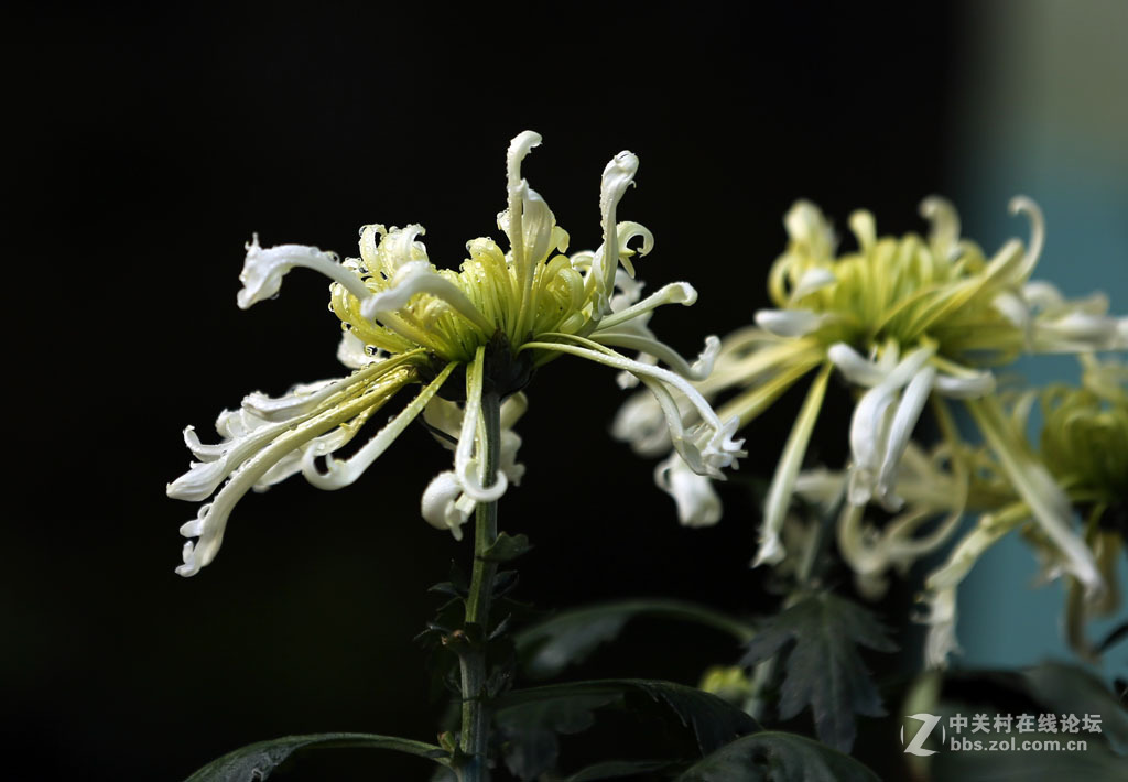 一组【九月菊】看望版主好友。