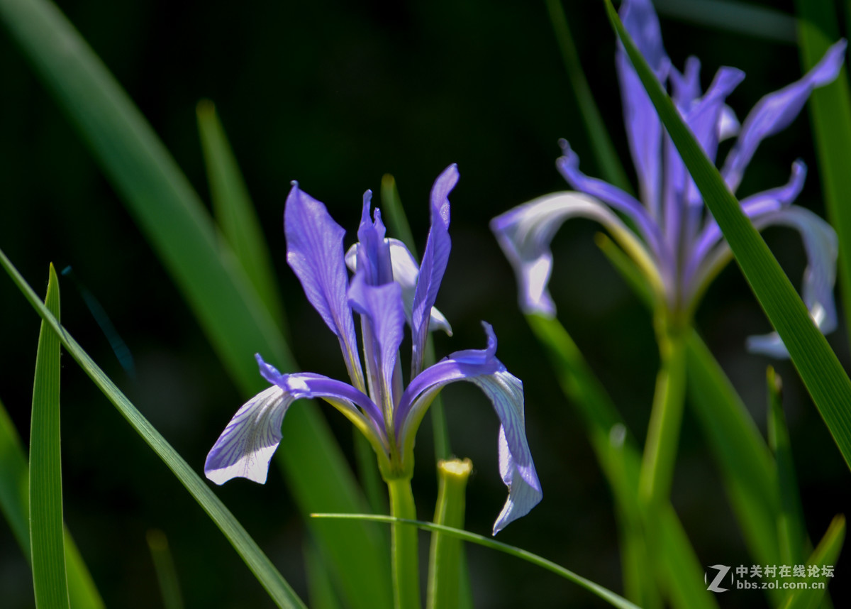 马兰开花蓝格盈盈