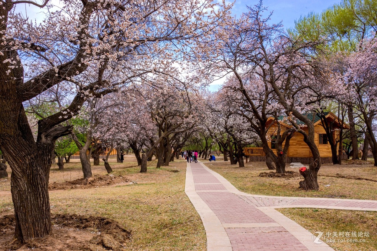杏花节里拍杏花