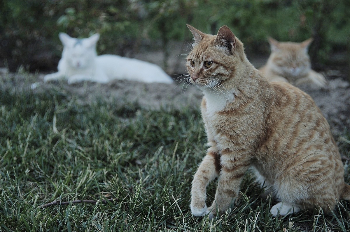 猫----我的地盘，闲人免进！
