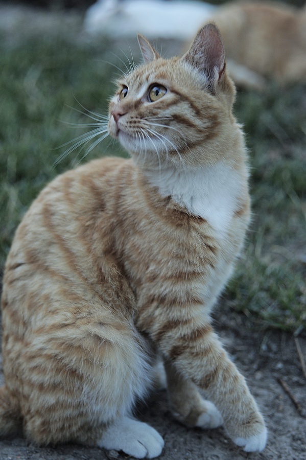 猫----我的地盘，闲人免进！