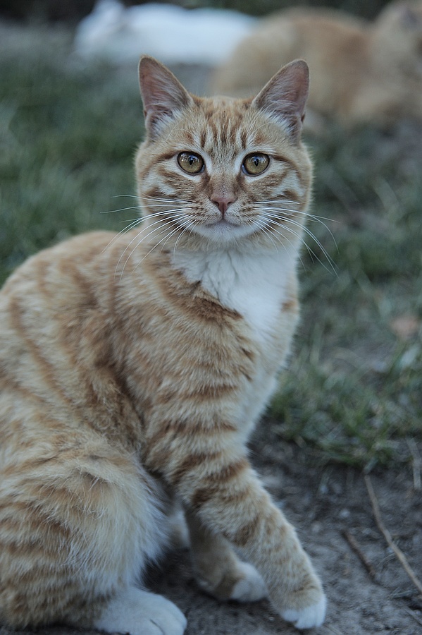 猫----我的地盘，闲人免进！
