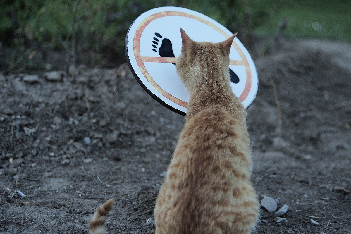 猫----我的地盘，闲人免进！